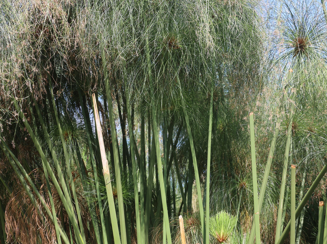 L'Angolo del Papiro-锡拉库扎必去景点