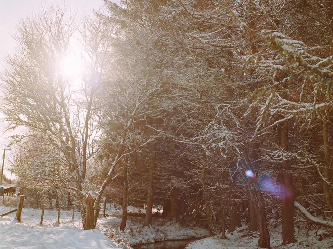 Forsinard Lodge主图