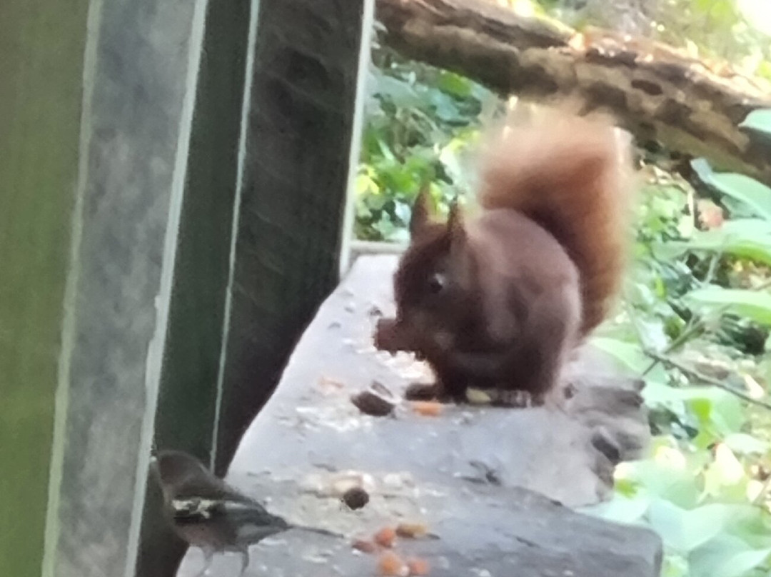 Quarr Abbey-赖德必去景点