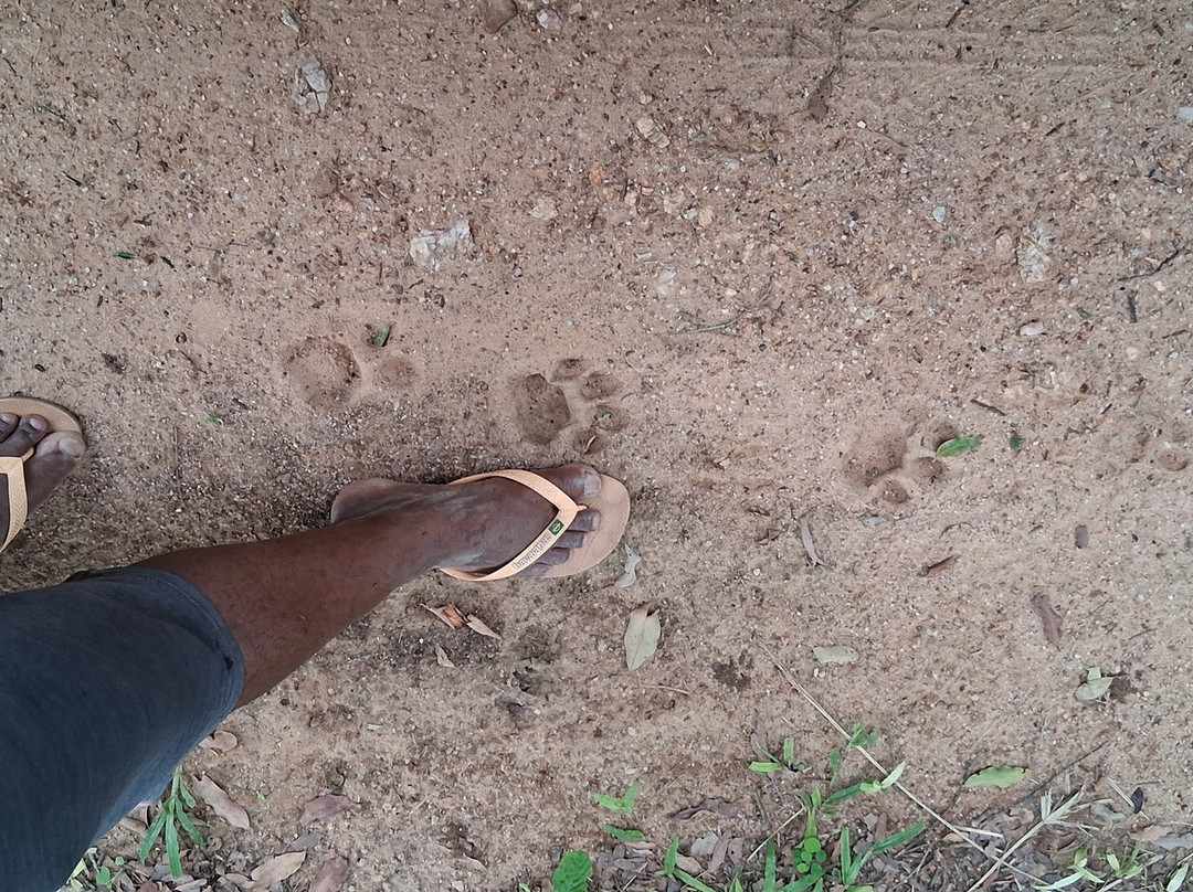 Spot Jaguar Pantanal South Wild Jaguar Tour-科龙巴必去景点