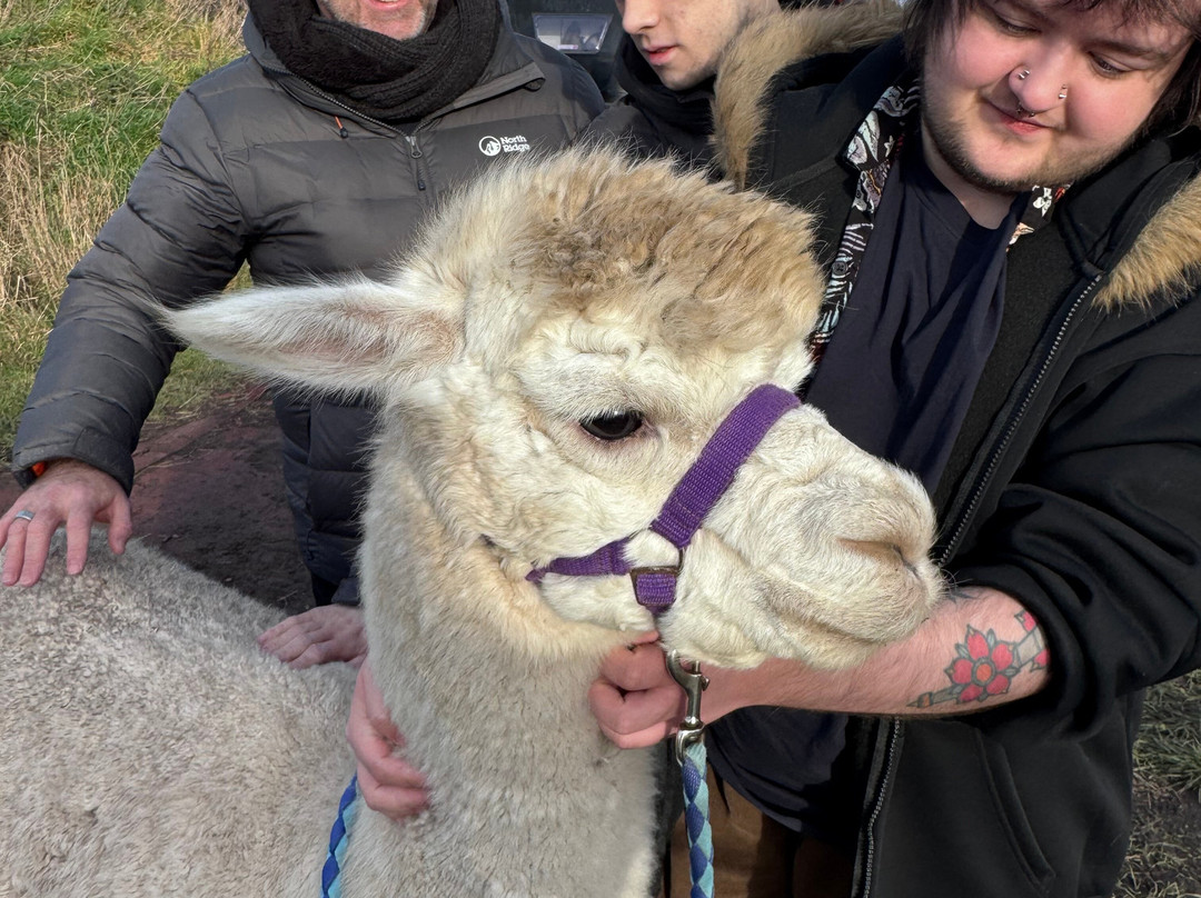 Natterjack Alpacas-Ormskirk必去景点