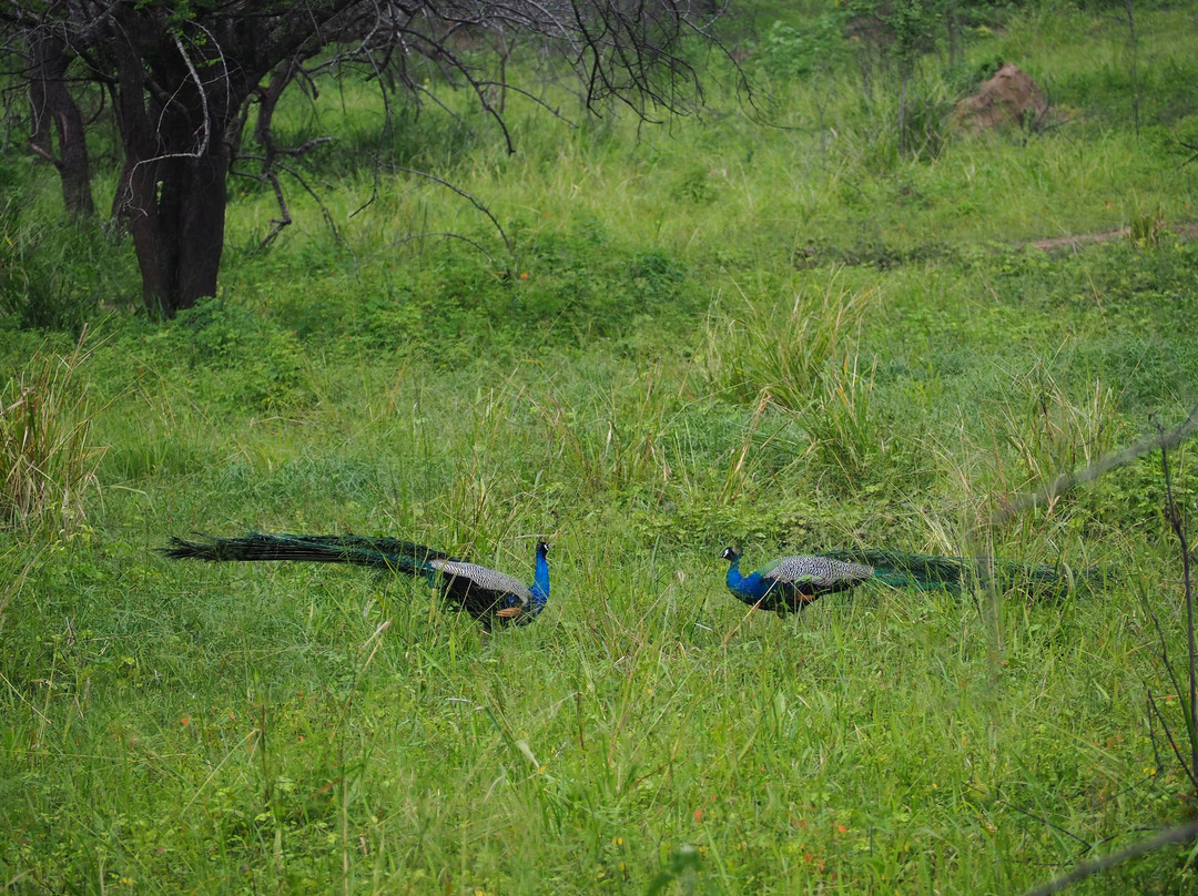 Aash Travels-Polgahawela必去景点
