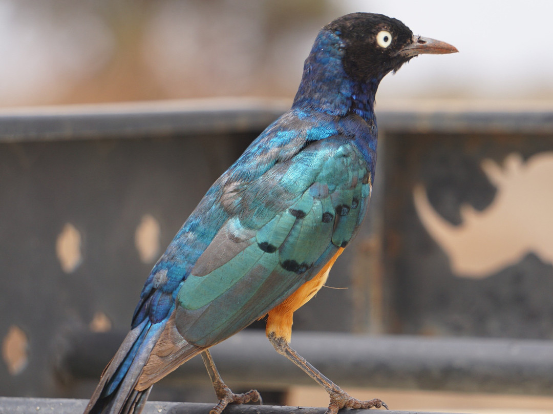 KingTomondo Safaris Kenya-蒙巴萨必去景点