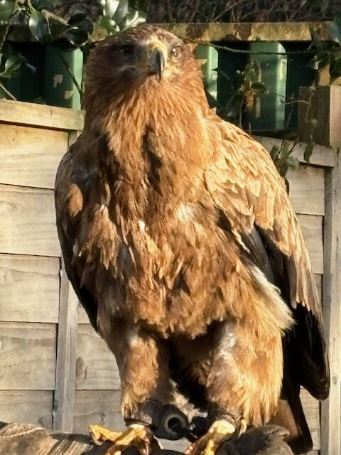 Dalhousie Castle Falconry-邦尼里格必去景点