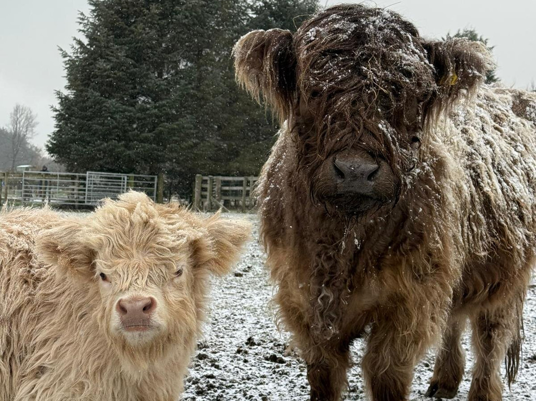 Matlock Farm Park-马特洛克必去景点