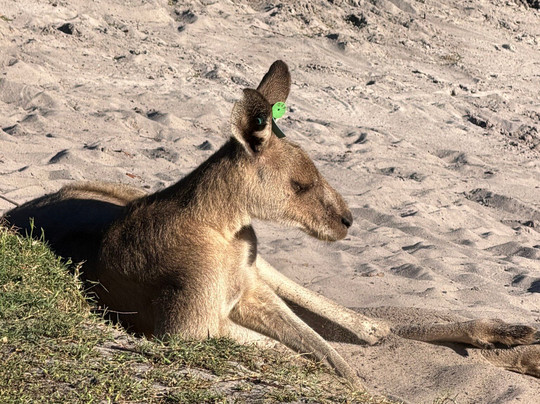 Kangaroo Encounters Guided Tours-尼尔森湾必去景点