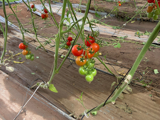 The Salad Trail-Talmei Yosef必去景点
