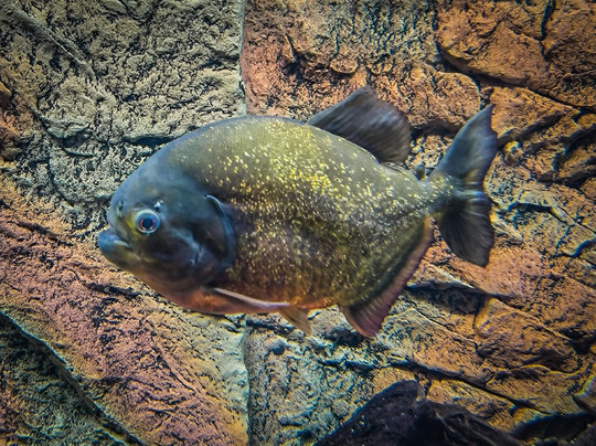 Museo di Storia Naturale - Universita di Pisa-Calci必去景点