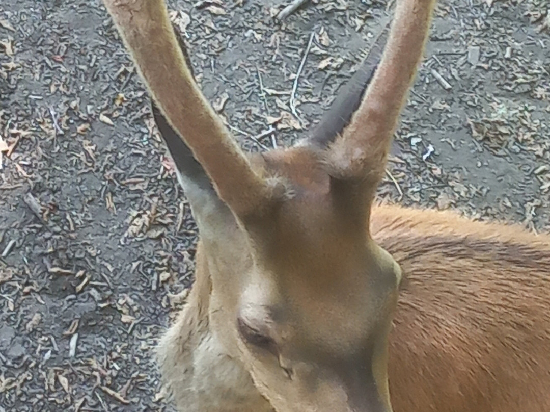 Huilo Huilo Reserva Biológica-Los Rios Region必去景点
