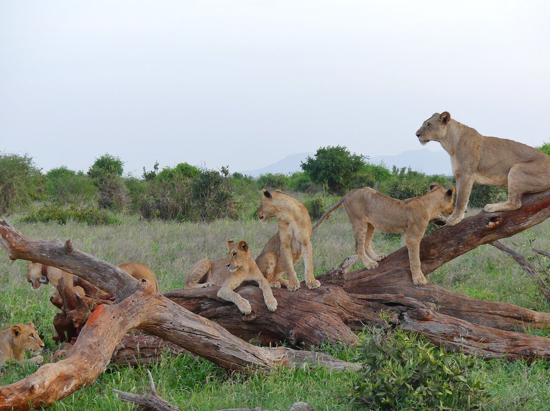 Abdull Safari Kenya-瓦塔木必去景点