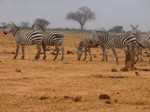 Taita Hills Wildlife Sanctuary-西察沃国家公园必去景点