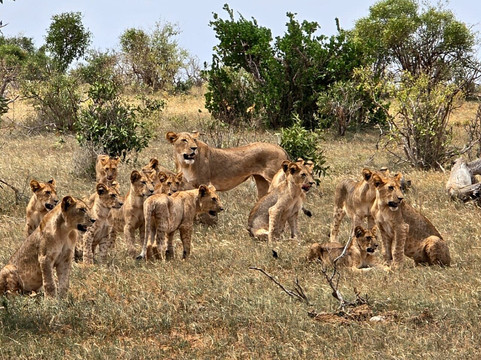 Katuta Kenya Safaris-蒙巴萨必去景点