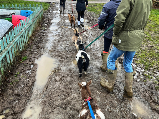 Middle England Farm Alpacas-Henley in Arden必去景点