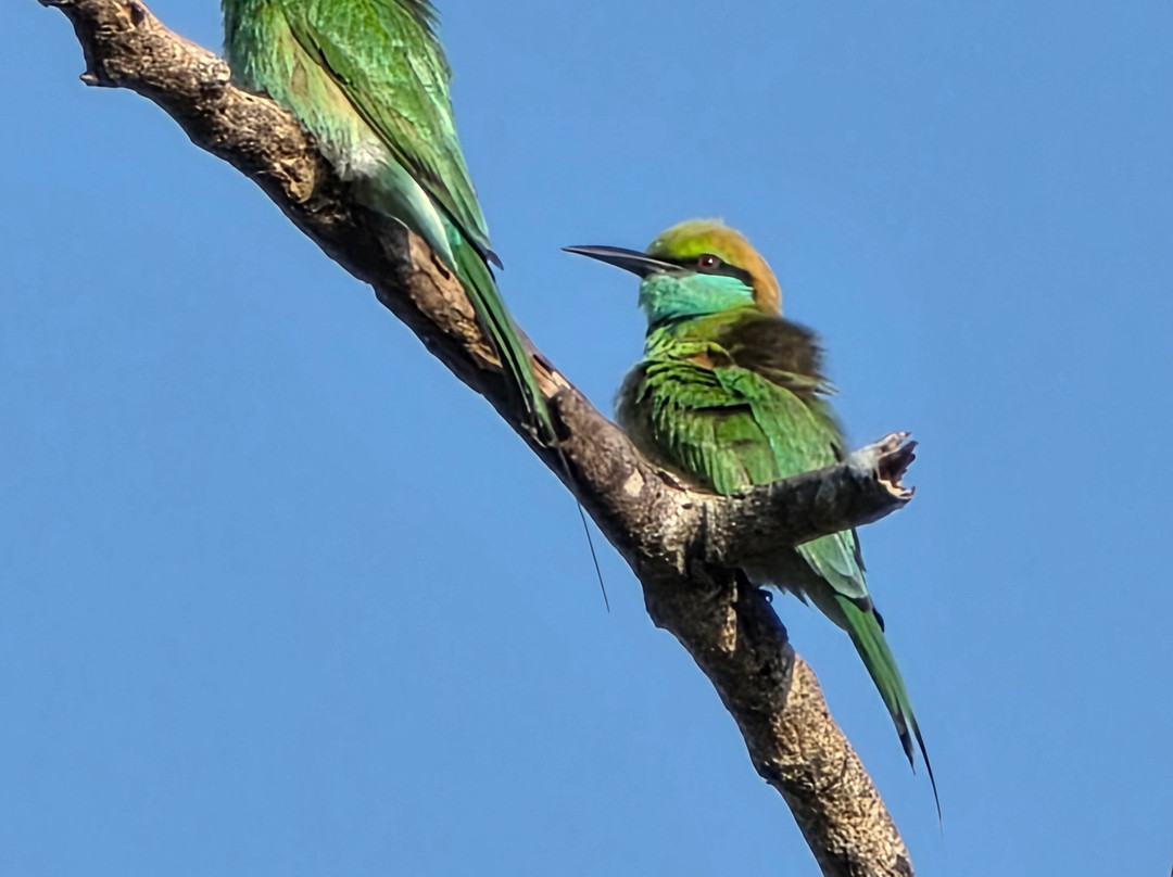 D.S Tours Day Tours-尼甘布必去景点
