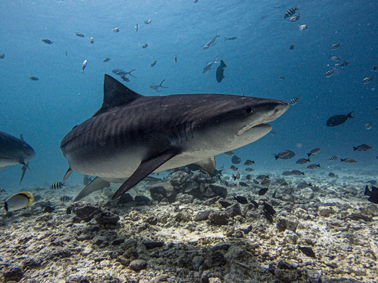 Extreme Maldives-拉薇亚妮环礁必去景点