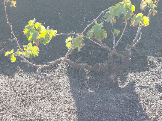 Bodegas Rubicon-Yaiza必去景点