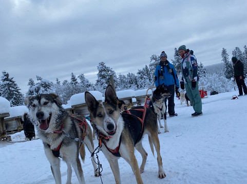 Mountain King's Sledehundkennel-特吕西尔市必去景点