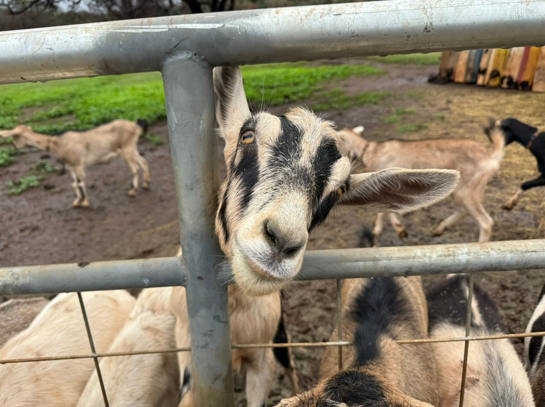 冲浪山羊农场-库拉必去景点