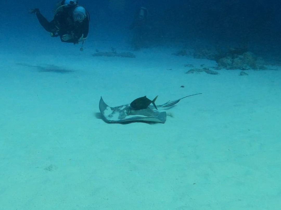 Seahorse Diving School-西湾必去景点