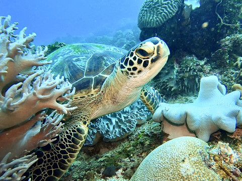 埃莫潜水度假村主图