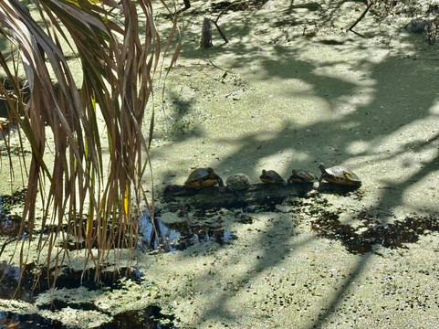 Circle B Bar Reserve-莱克兰必去景点