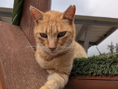 Tala Monastery Cat Park-Tala必去景点