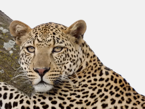 UBUNTU SAFARIS & TOURS COMPANY-阿鲁沙必去景点