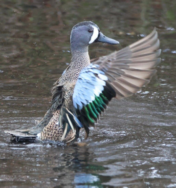 Merritt Island National Wildlife Refuge-Merritt Island必去景点
