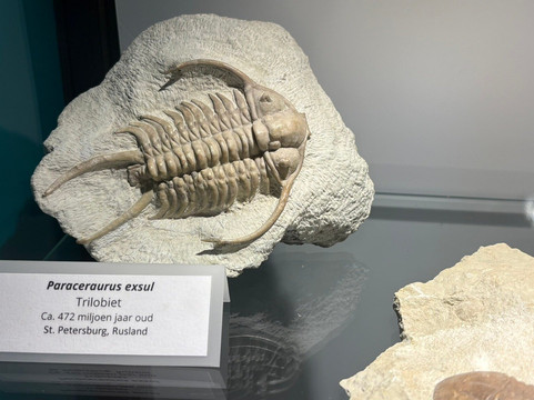 Het Oertijdmuseum-Boxtel必去景点