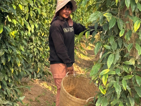 胡椒种植园-贡布必去景点