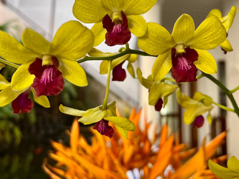 Barberyn Reef Ayurveda Resort主图