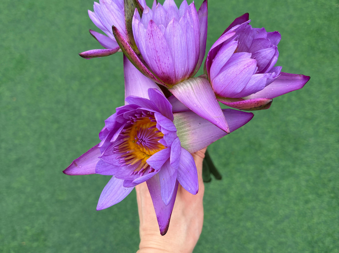 Wonderful Trip by DiDi-科伦坡必去景点