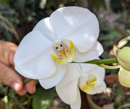 Lo de Perla Jungle Garden-旧金山必去景点