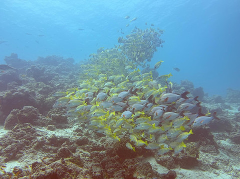 Prodivers Maldives-古丽都岛必去景点