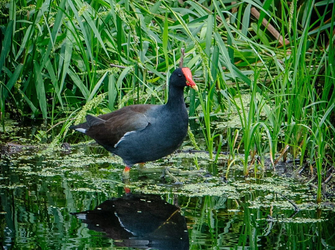 Se7en Wetlands-莱克兰必去景点
