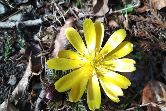 Mt. Kurodake-诸冢村必去景点