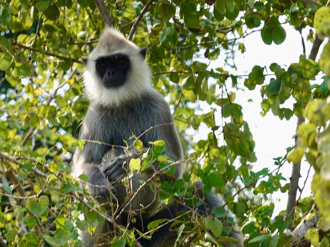 Araliya Lanka Tours-因都鲁瓦必去景点