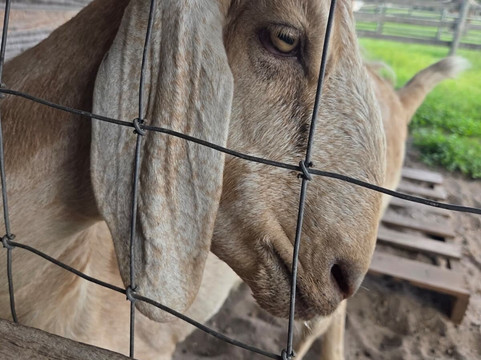 Pioneer Village at Shingle Creek-基西米必去景点