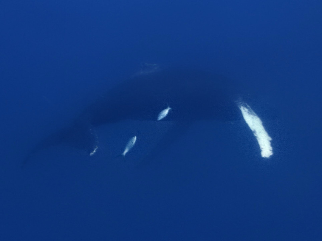 Aqua TCI-普罗维登西亚莱斯必去景点