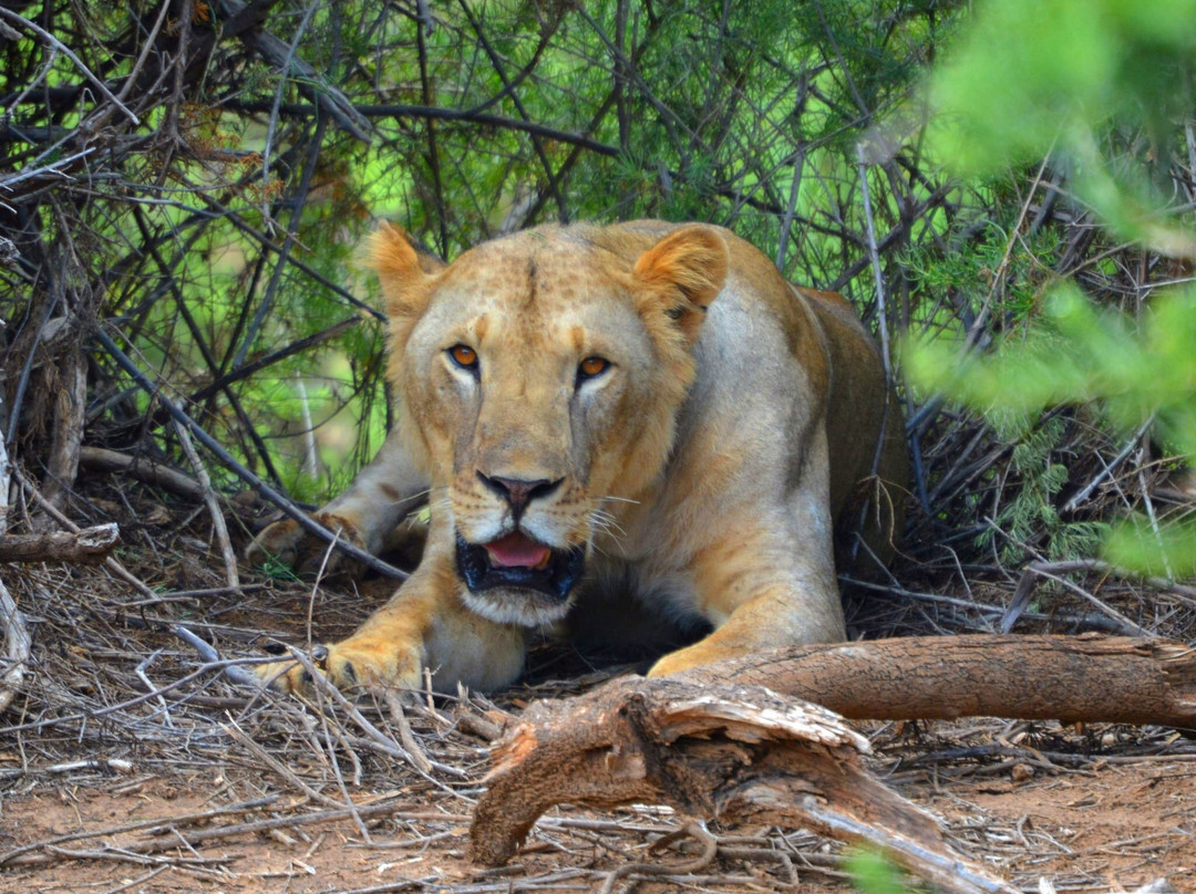 Kenya con Abdul-马林地必去景点