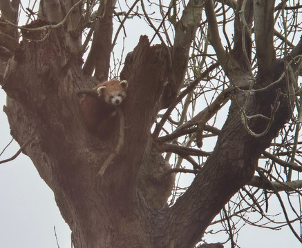 Lincoln Zoo-Newball必去景点
