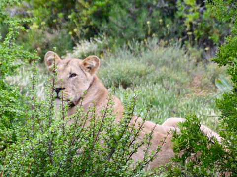 Crisscross Adventures-阿多必去景点