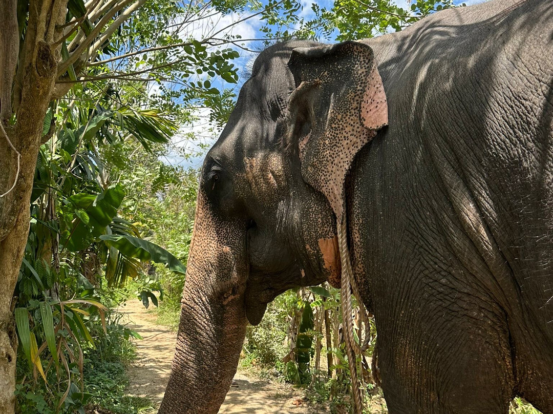 Sri Lanka Tourist Driver-Gampaha必去景点