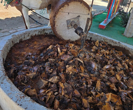 Shenic Tours-瓦哈卡必去景点