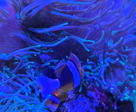 Poema Del Mar-大加那利岛拉斯帕尔马斯必去景点