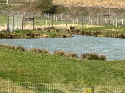 Jimmy's Farm & Wildlife Park-伊普斯威奇必去景点