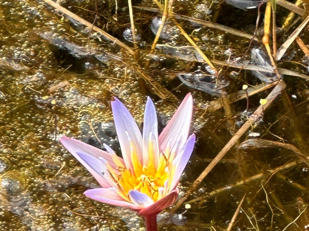 Isa Mauritius-格兰高伯必去景点