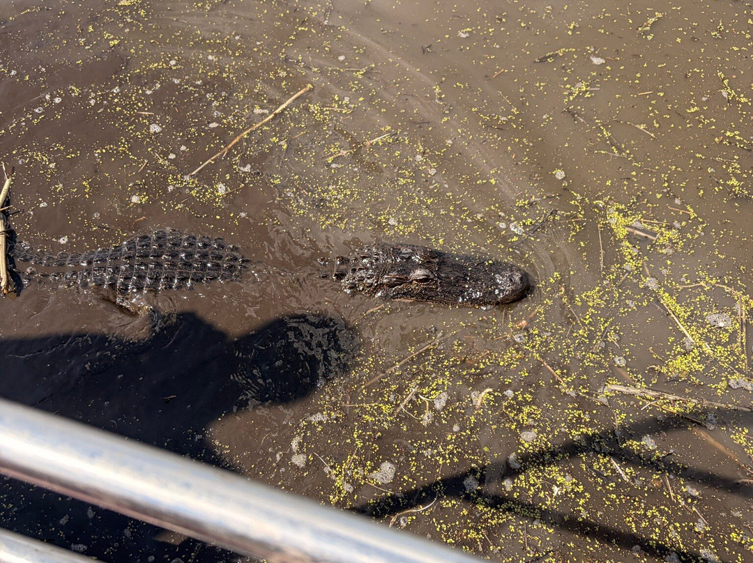 Gators and Ghosts A New Orleans Tour Company-新奥尔良必去景点
