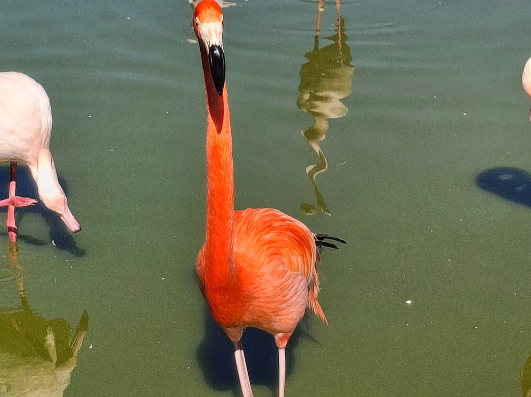 Birdpark Malta-Salina必去景点