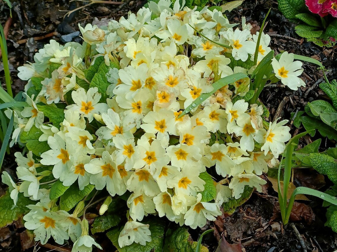 Argory-Dungannon必去景点